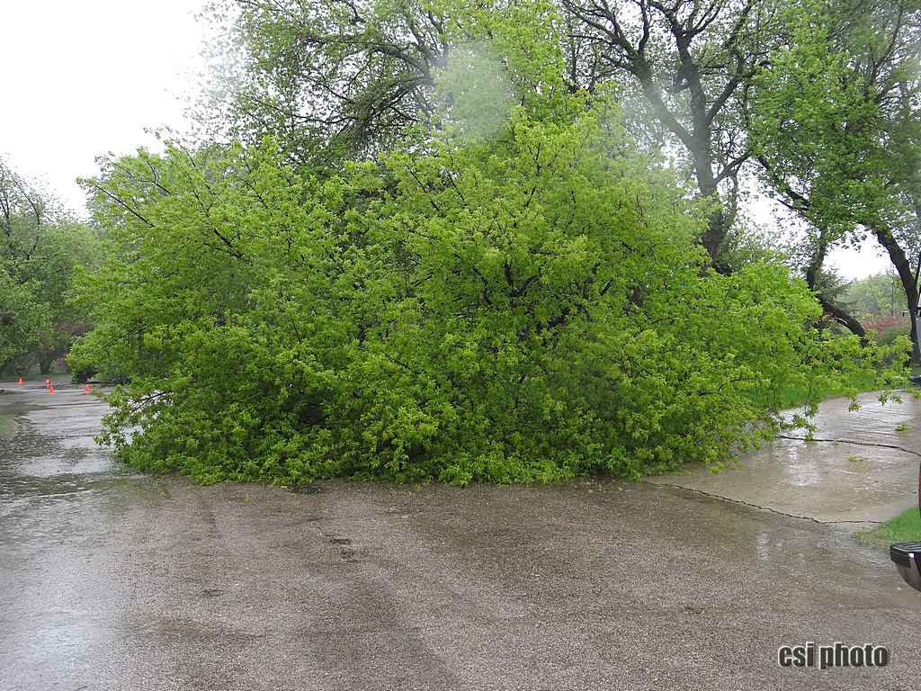 Tree falls victim to weather